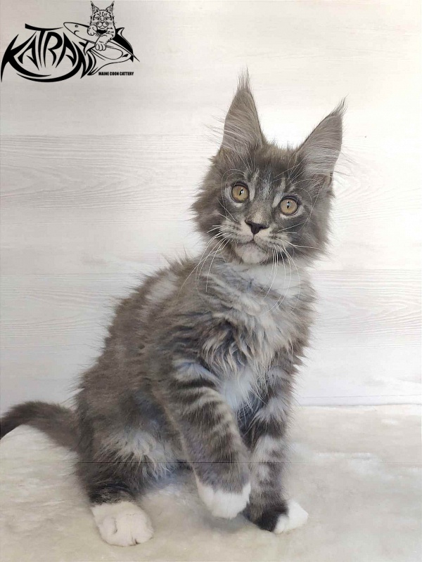 Katran Urus - Kitten maine-coon 2 months