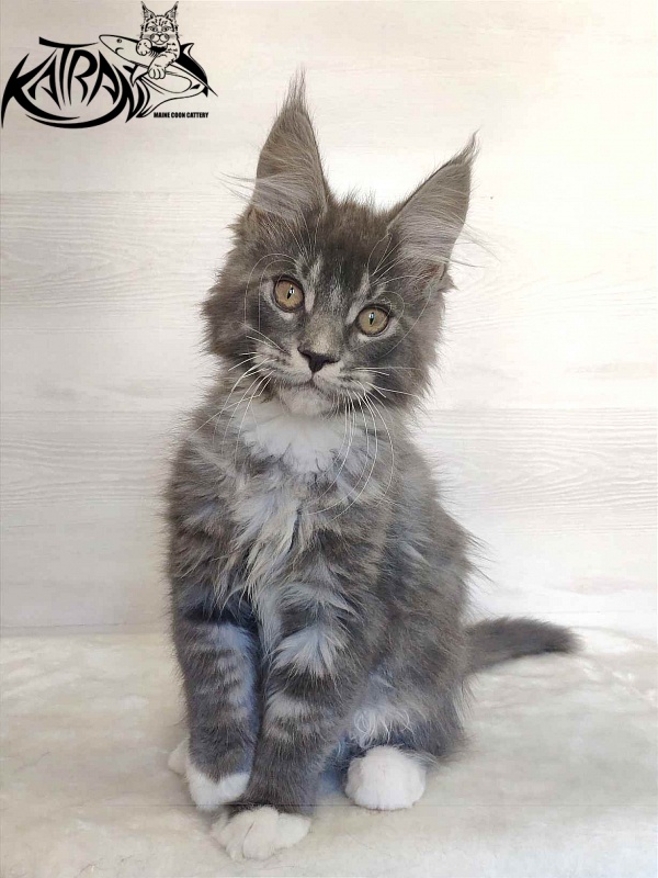 Katran Urus - Kitten maine-coon 2 months