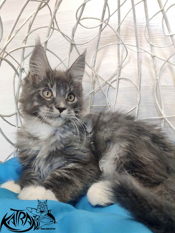 Katran Urus - Kitten maine-coon 2 months