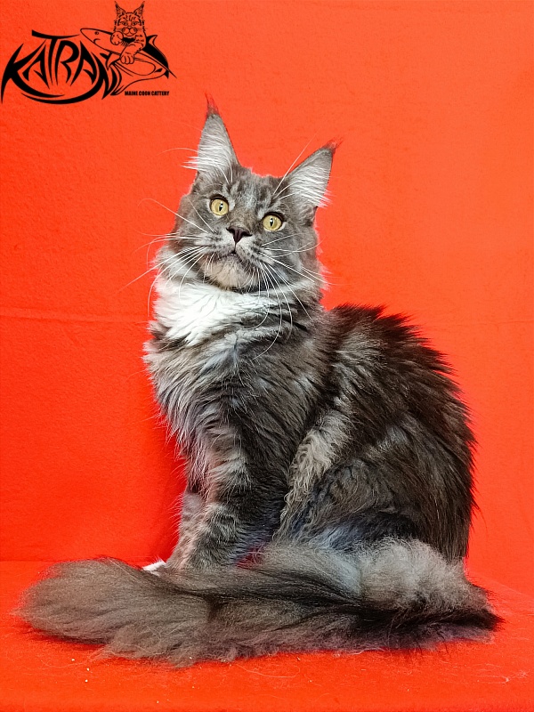 Katran Urus - Junior maine-coon 9 months