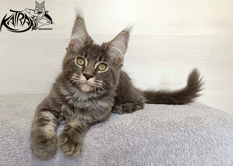 Katran Vilson - Kitten maine-coon 3 months