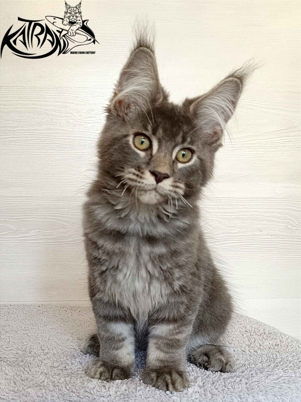 Katran Vilson - Kitten maine-coon 3 months