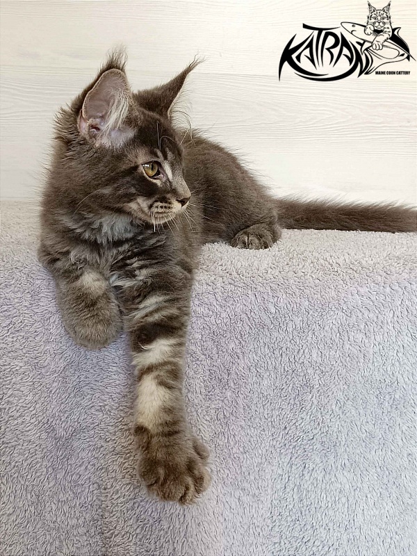 Katran Vilson - Kitten maine-coon 3 months