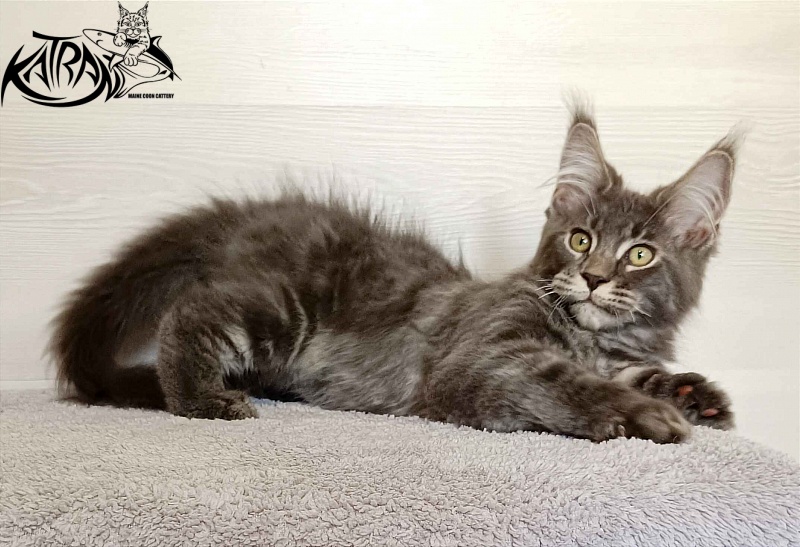 Katran Vilson - Kitten maine-coon 3 months