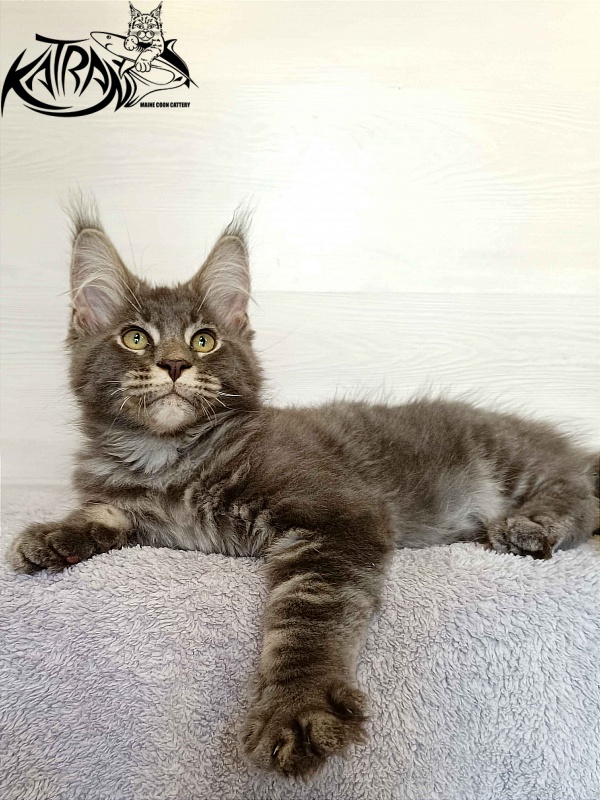Katran Vilson - Kitten maine-coon 3 months
