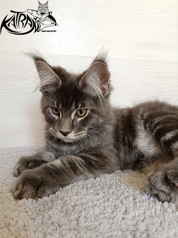 Katran Vilson - Kitten maine-coon 3 months