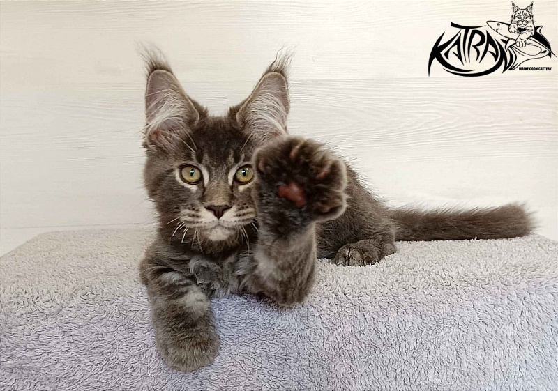 Katran Vilson - Kitten maine-coon 3 months