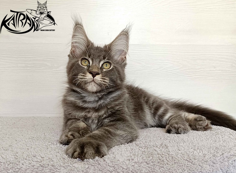Katran Vilson - Kitten maine-coon 3 months