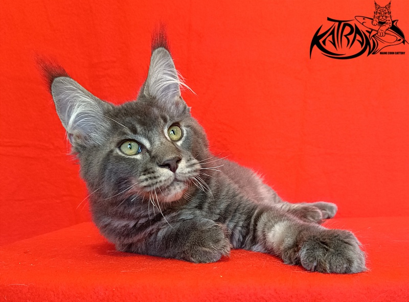Katran Vilson - Kitten maine-coon 4 months