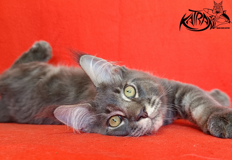 Katran Vilson - Kitten maine-coon 4 months