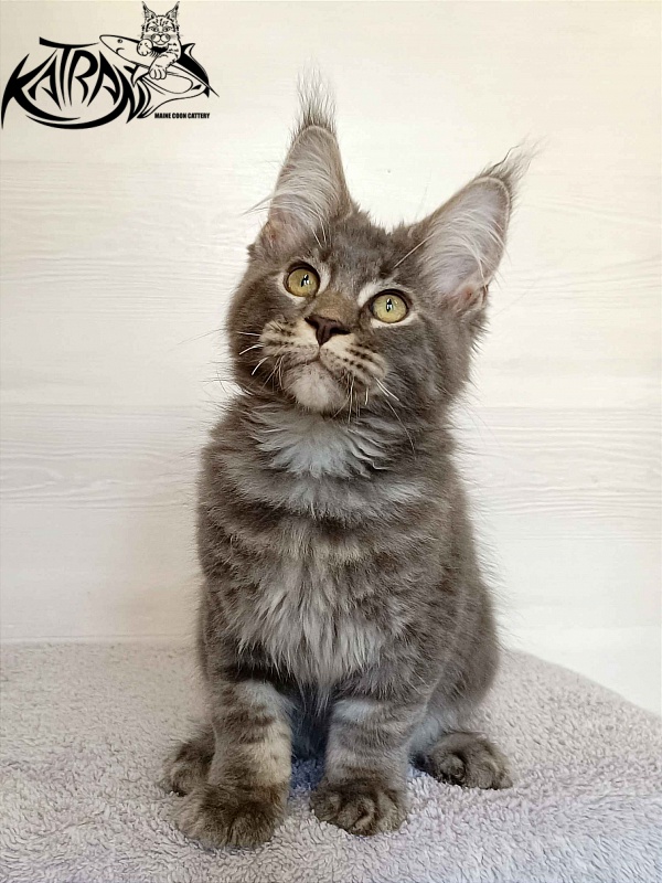 Katran Vilson - Kitten maine-coon 3 months
