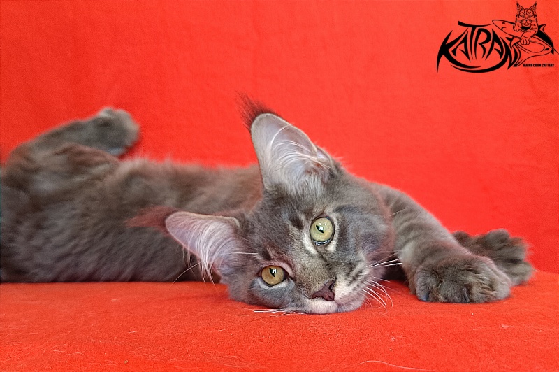 Katran Vilson - Kitten maine-coon 4 months