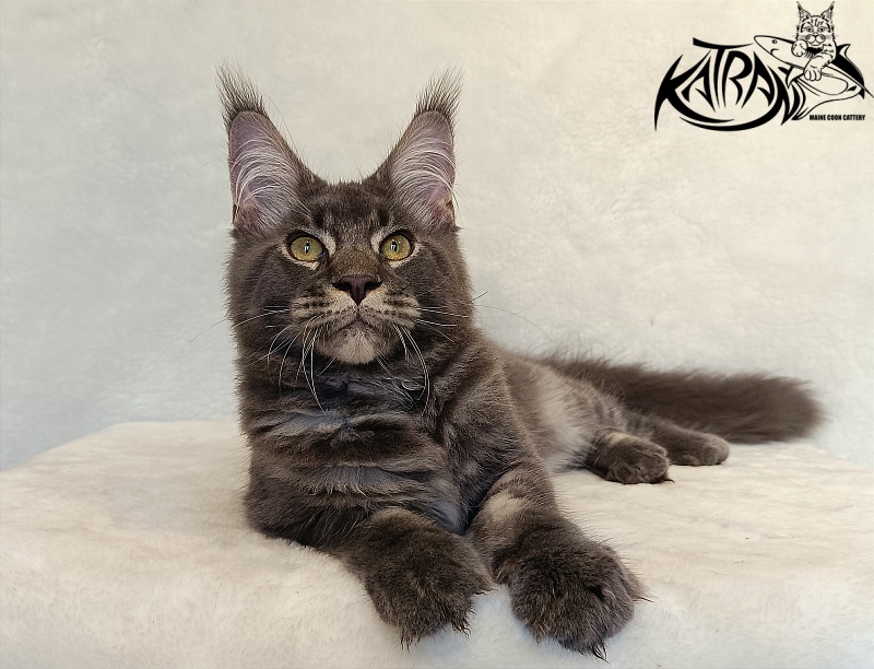 Katran Vilson - Kitten maine-coon 4 months 2.5 weeks