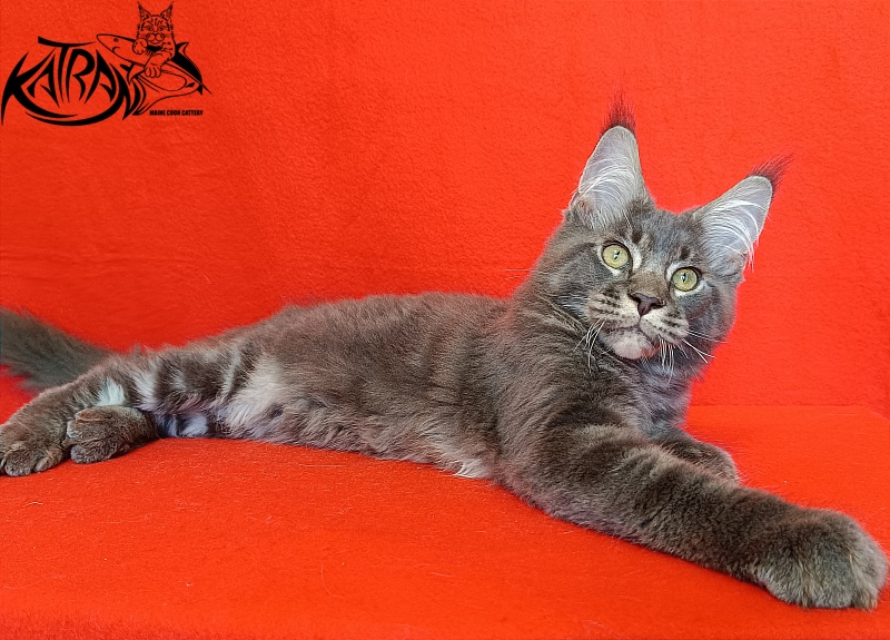 Katran Vilson - Kitten maine-coon 4 months
