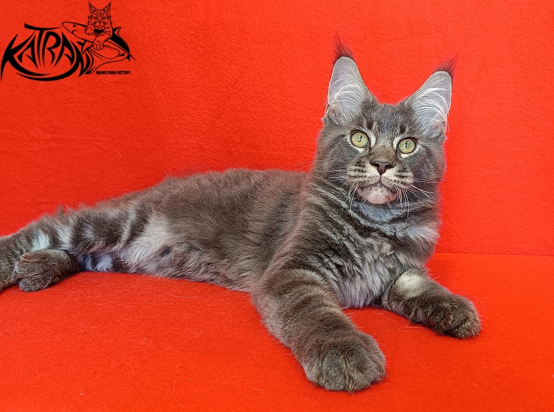 Katran Vilson - Kitten maine-coon 4 months