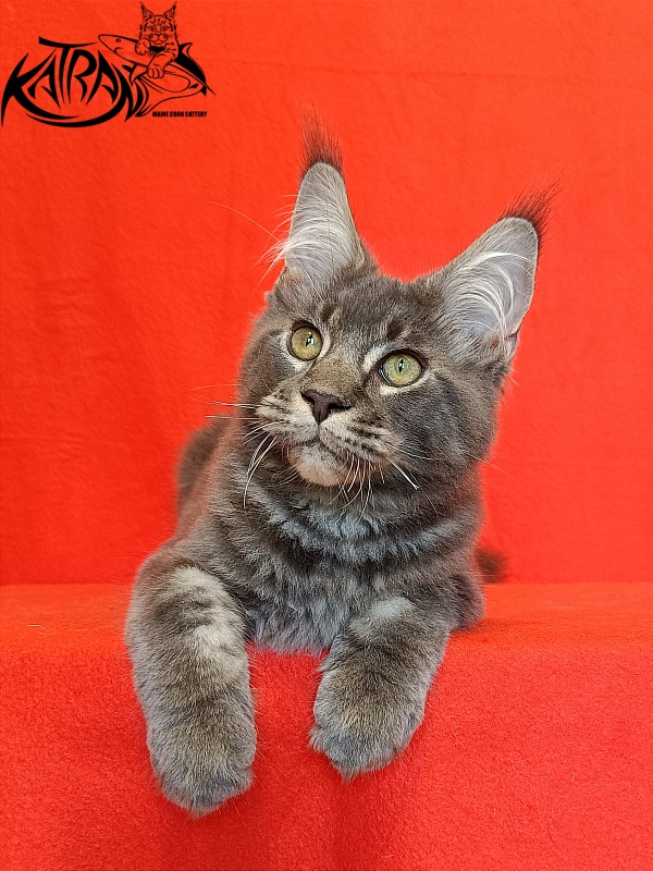 Katran Vilson - Kitten maine-coon 4 months