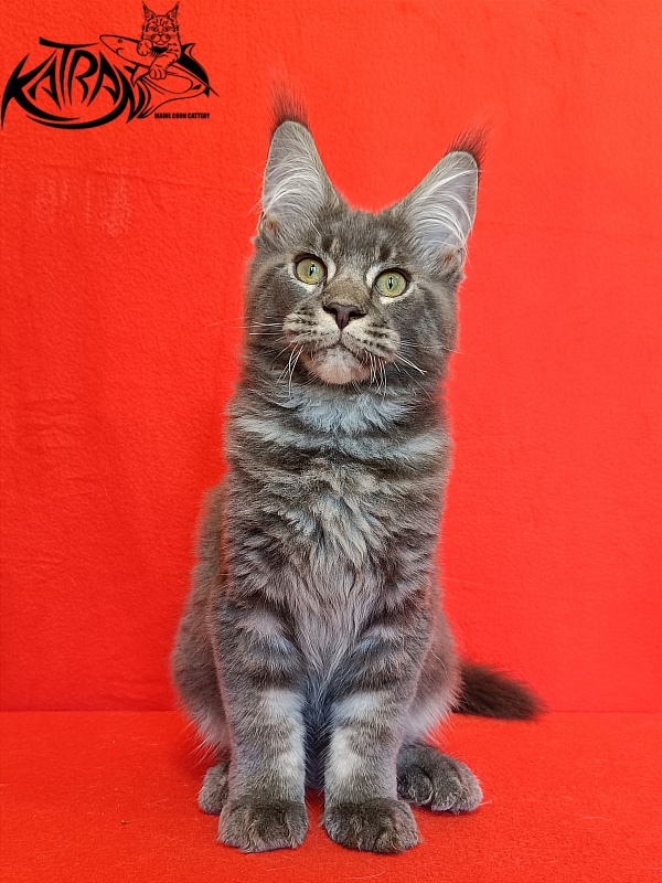 Katran Vilson - Kitten maine-coon 4 months