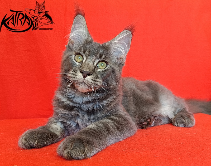 Katran Vilson - Kitten maine-coon 4 months