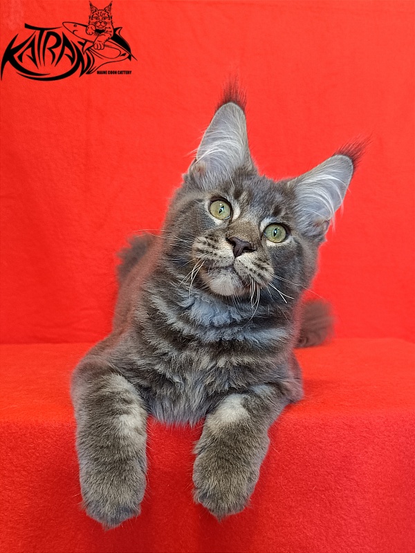 Katran Vilson - Kitten maine-coon 4 months
