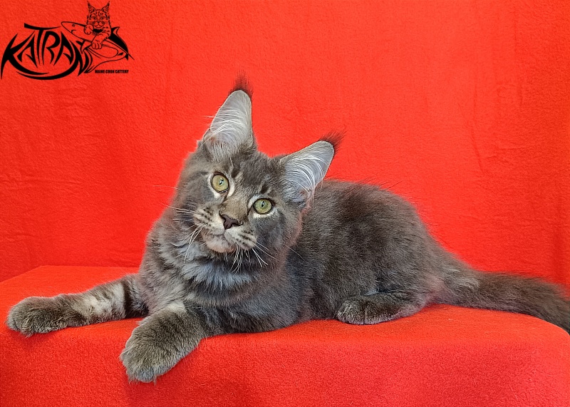 Katran Vilson - Kitten maine-coon 4 months