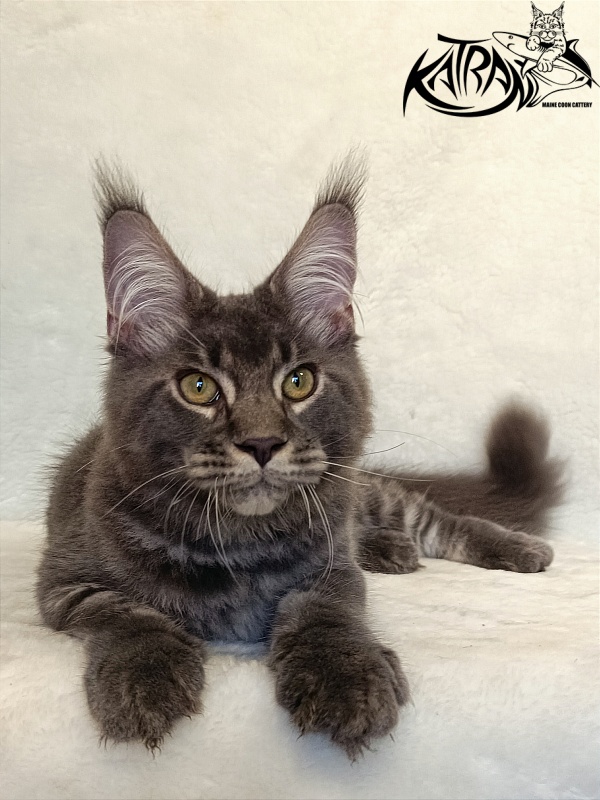 Katran Vilson - Kitten maine-coon 4 months 2.5 weeks