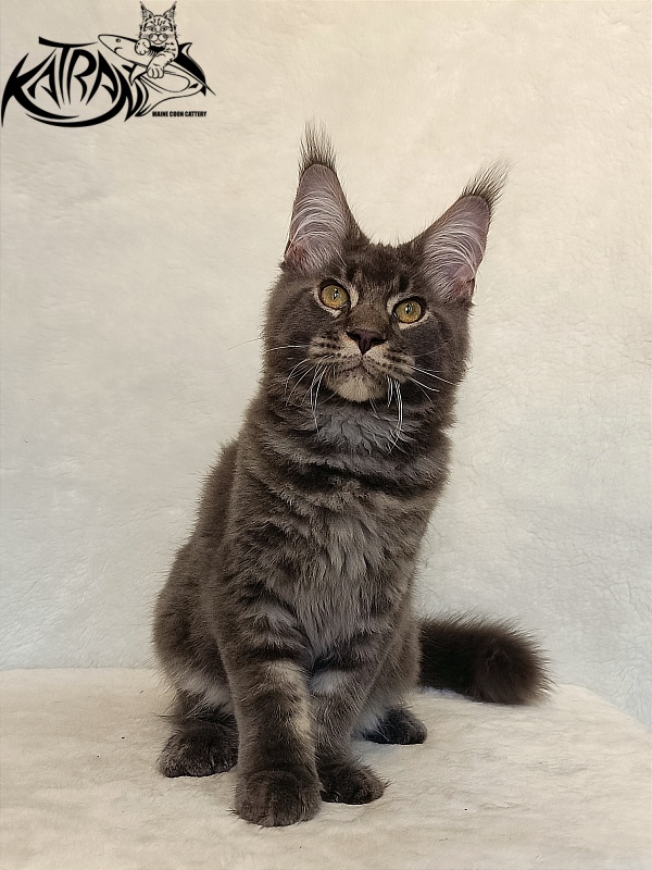Katran Vilson - Kitten maine-coon 4 months 2.5 weeks