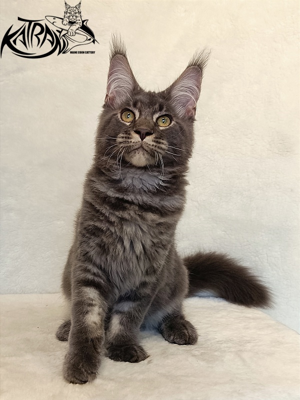 Katran Vilson - Kitten maine-coon 4 months 2.5 weeks
