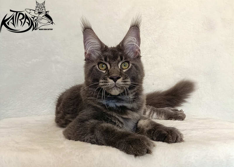 Katran Vilson - Kitten maine-coon 4 months 2.5 weeks