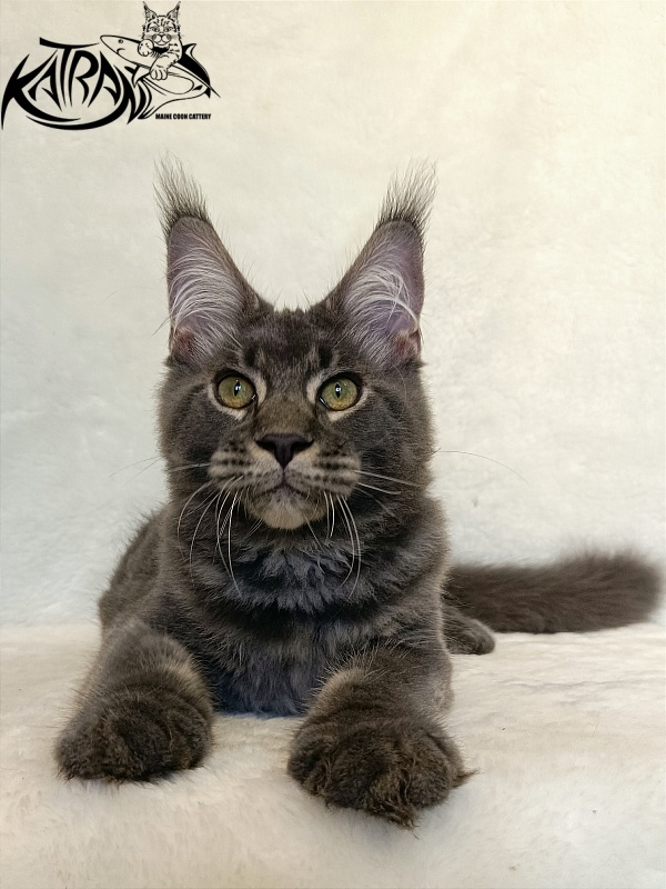 Katran Vilson - Kitten maine-coon 4 months 2.5 weeks