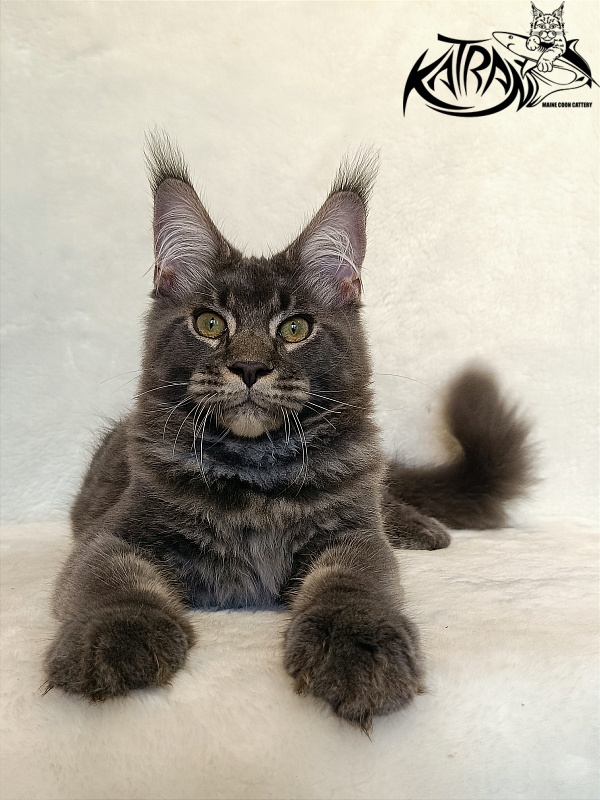Katran Vilson - Kitten maine-coon 4 months 2.5 weeks