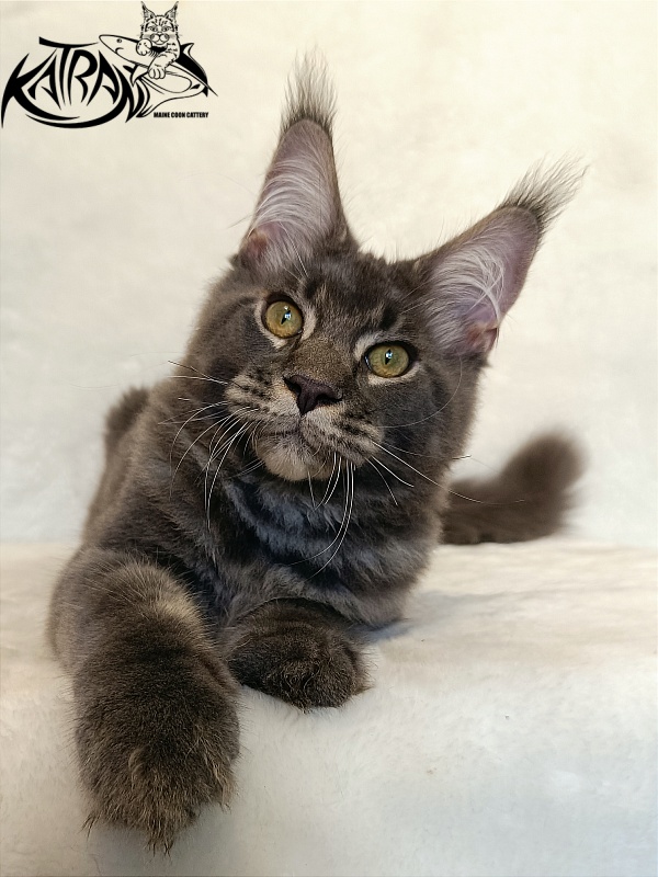 Katran Vilson - Kitten maine-coon 4 months 2.5 weeks
