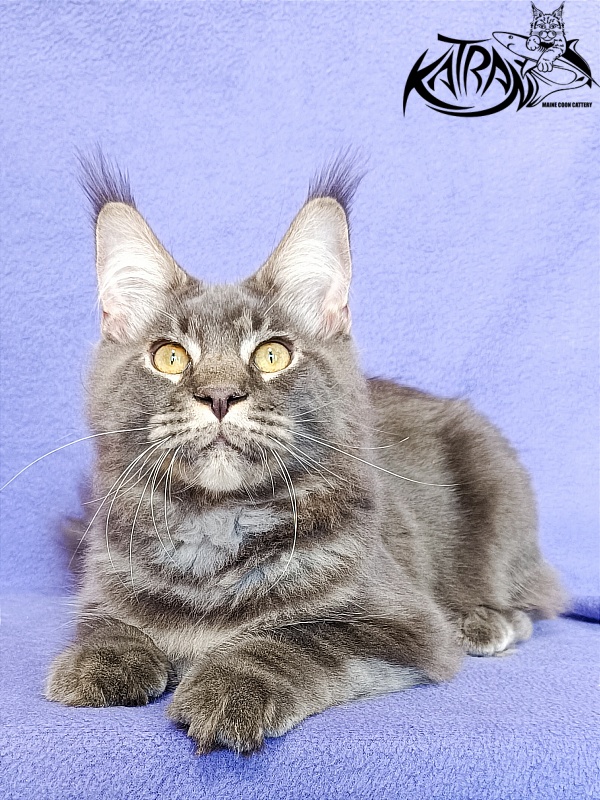 Katran Vilson - Kitten maine-coon 5 months 2.5 weeks