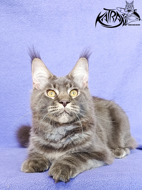 Katran Vilson - Kitten maine-coon 5 months 2.5 weeks