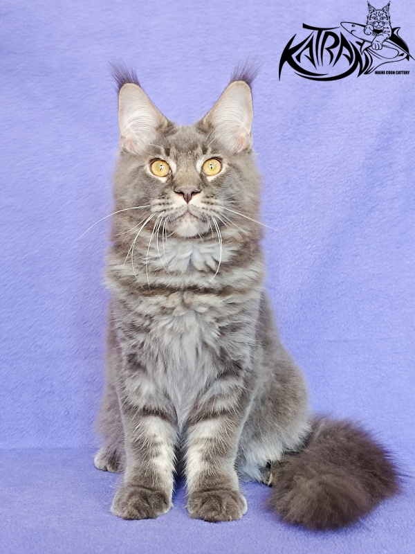 Katran Vilson - Kitten maine-coon 5 months 2.5 weeks