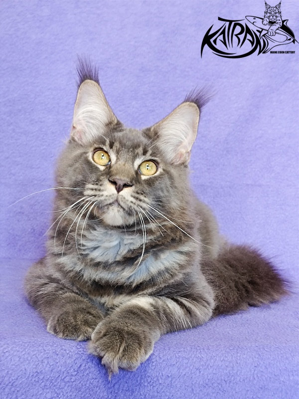 Katran Vilson - Kitten maine-coon 5 months 2.5 weeks