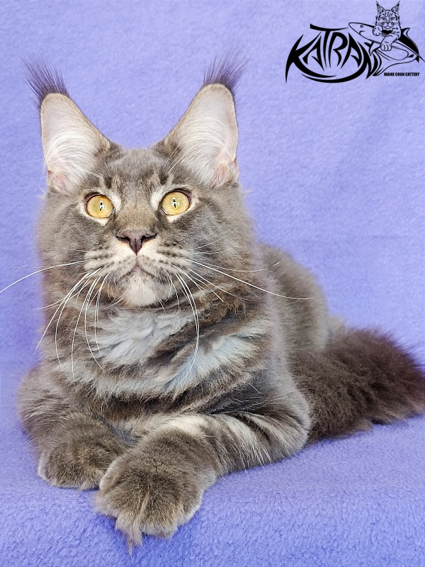 Katran Vilson - Kitten maine-coon 5 months 2.5 weeks