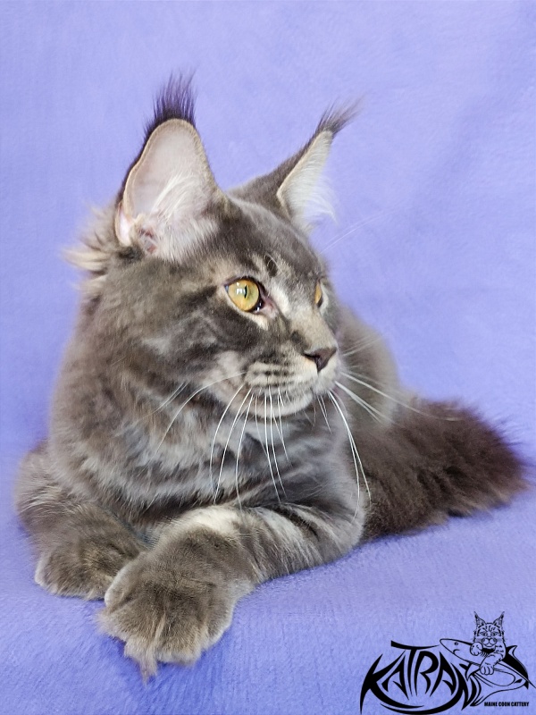Katran Vilson - Kitten maine-coon 5 months 2.5 weeks