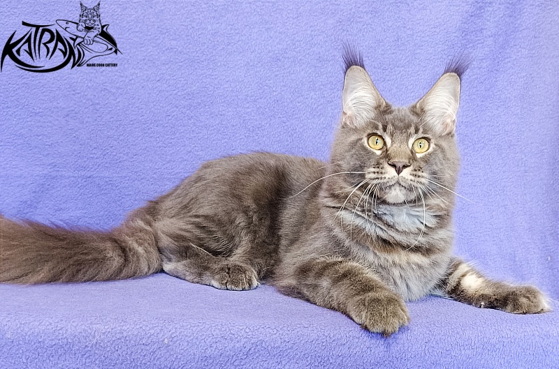 Katran Vilson - Kitten maine-coon 5 months 2.5 weeks