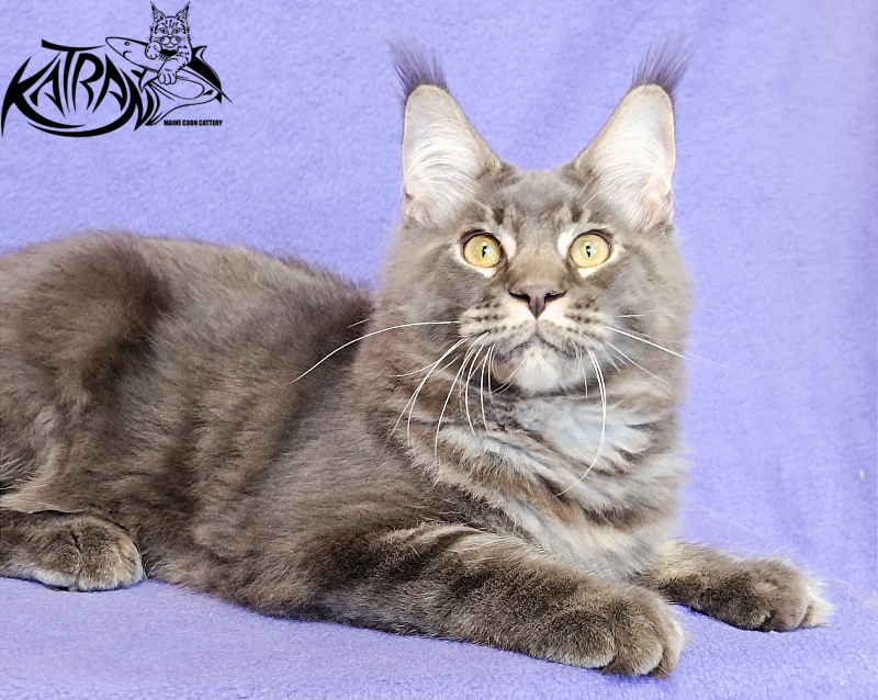 Katran Vilson - Kitten maine-coon 5 months 2.5 weeks