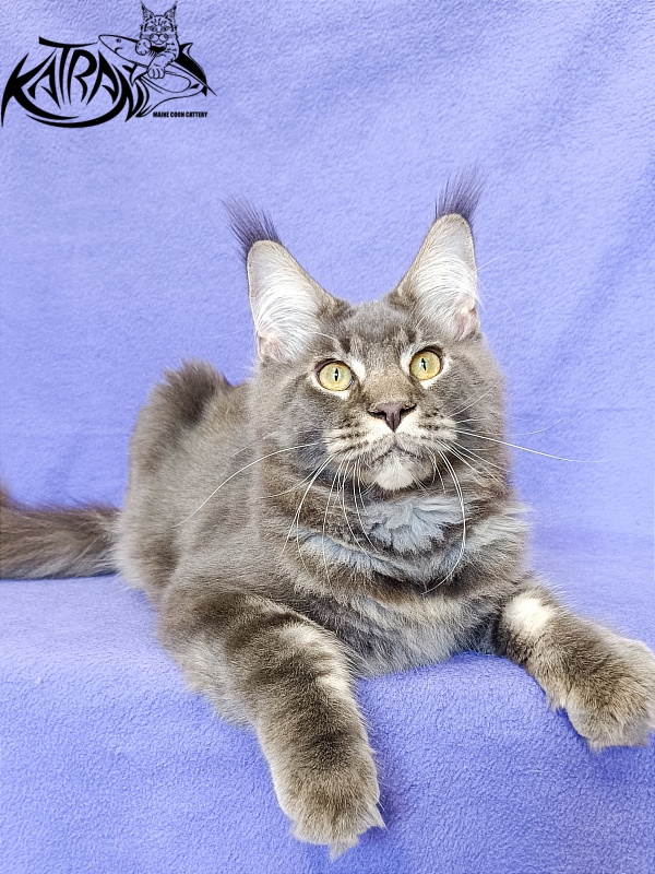 Katran Vilson - Kitten maine-coon 5 months 2.5 weeks