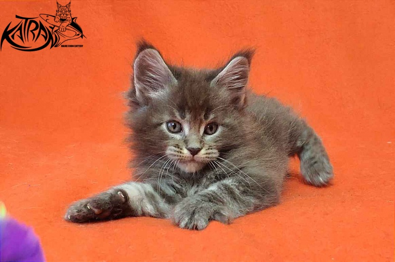 Katran Vilson - Kitten maine-coon 1 month 2 weeks