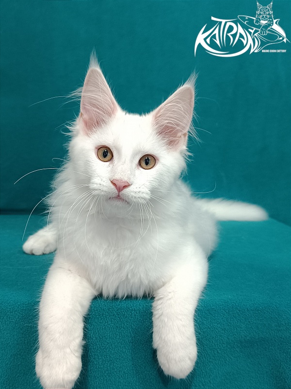Katran Vegas - Kitten maine-coon 3 months 1 week