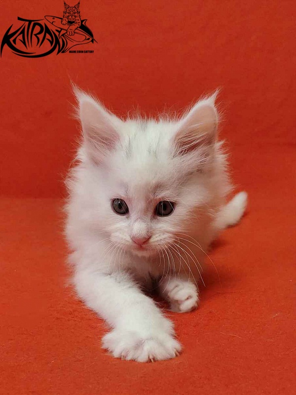 Katran Vegas - Kitten maine-coon 1 month 2 weeks