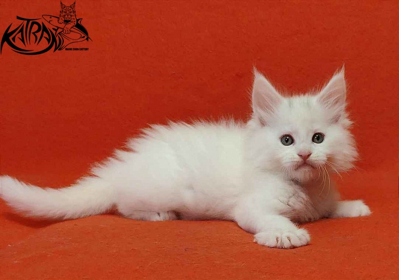 Katran Vegas - Kitten maine-coon 1 month 2 weeks