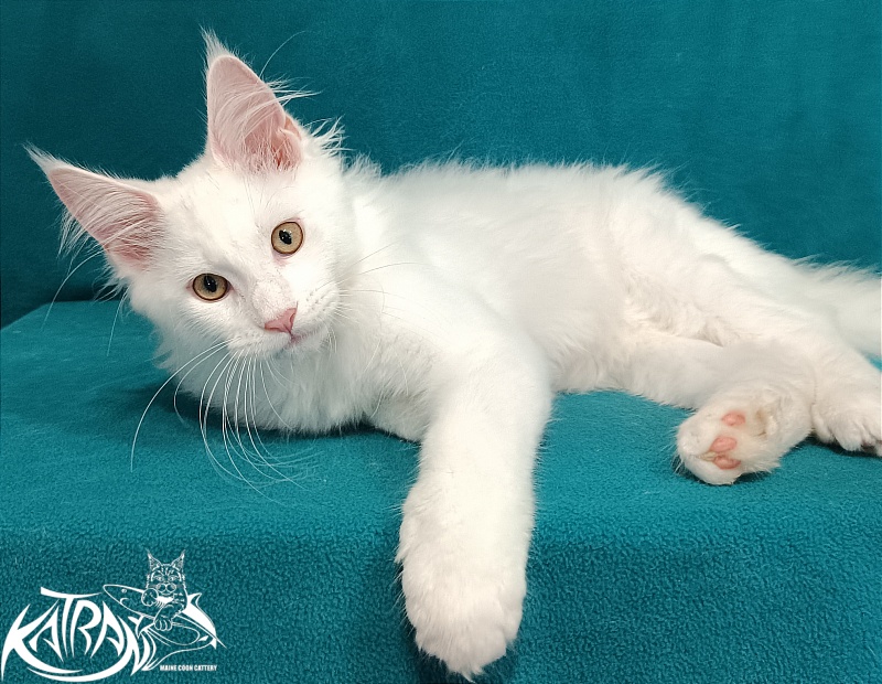 Katran Vegas - Kitten maine-coon 3 months 1 week
