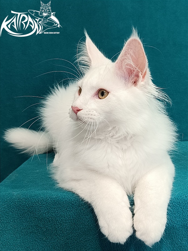 Katran Vegas - Kitten maine-coon 3 months 1 week