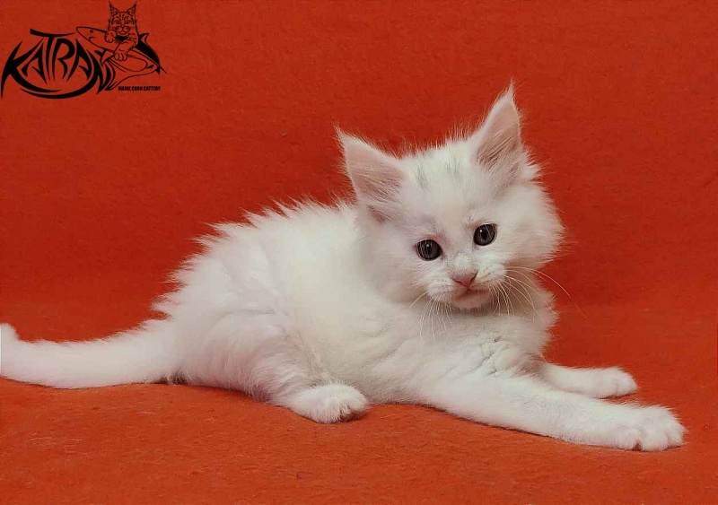 Katran Vegas - Kitten maine-coon 1 month 2 weeks