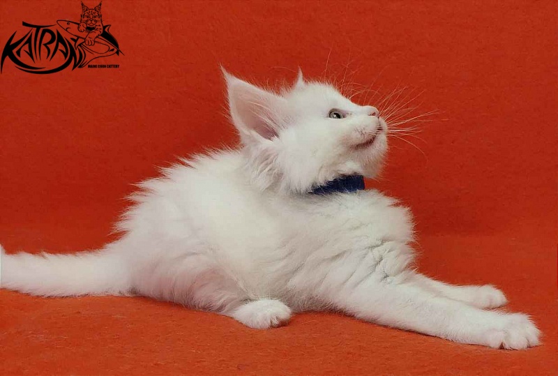 Katran Vegas - Kitten maine-coon 1 month 2 weeks