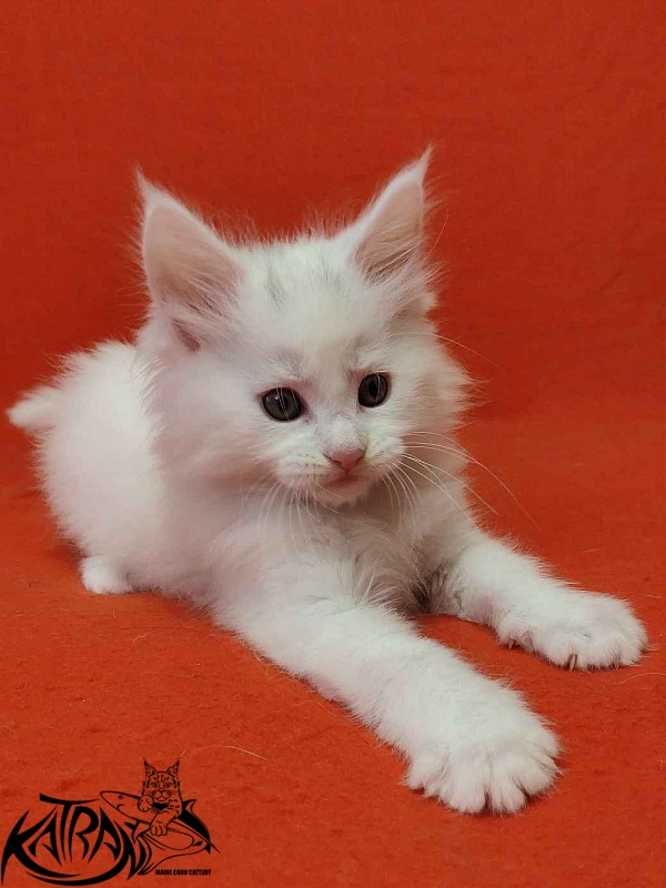 Katran Vegas - Kitten maine-coon 1 month 2 weeks