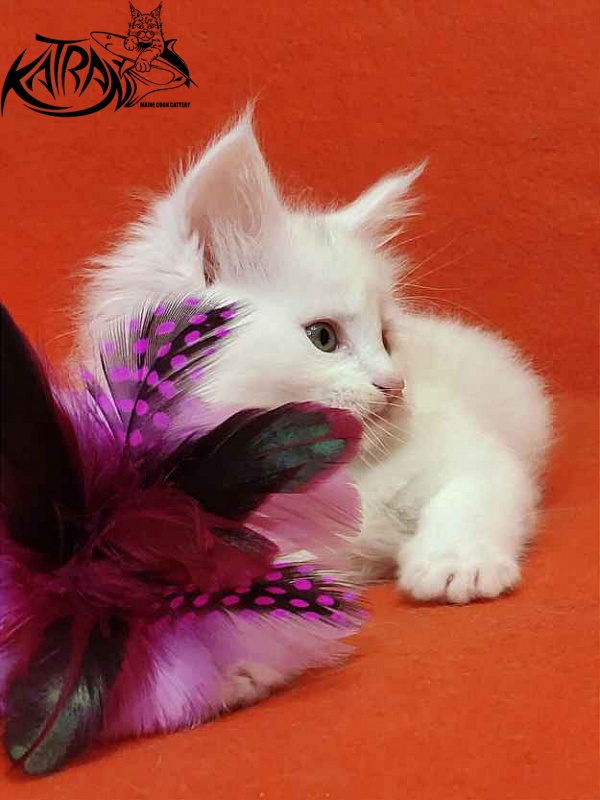 Katran Vegas - Kitten maine-coon 1 month 2 weeks